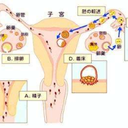 孕期生理（孕期生理）
