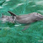 海豚对胎儿（海豚胎儿图片）