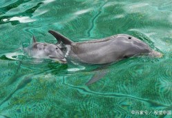 海豚对胎儿（海豚胎儿图片）
