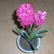 风信子孕妇能养吗,孕期花粉过敏对胎儿有没有影响