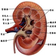 B超显示胎儿双肾肾窦分离是啥意思,胎儿双肾分离是男孩还是女孩