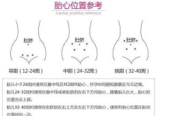 胎儿的胎心在哪个位置听,胎心是胎儿的什么部位跳动