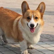 孕期养小狗（怀孕可以养柯基吗）