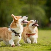 柯基能吃荔枝吗,孕期吃荔枝对宝宝有什么影响吗