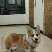 孕期养小狗（怀孕可以养柯基吗）