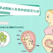 七月怀胎是啥,孕7月胎儿位置示意图