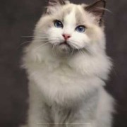 哈士奇怀孕期（哈血布偶猫怎么配出来的）