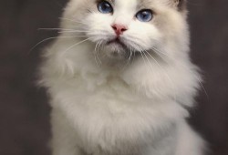 哈士奇怀孕期（哈血布偶猫怎么配出来的）
