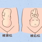 胎儿后壁图（后壁和后位是一个意思吗）