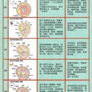 孕期胎儿十月发育过程图（怀孕1-40周胎儿发育过程图）