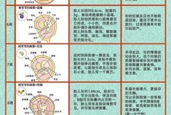 孕期胎儿十月发育过程图（怀孕1-40周胎儿发育过程图）