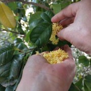 弱弱的问下，孕妇能闻桂花味吗,孕期可以闻桂花吗?