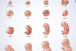 三个月宝宝会找妈妈吗,胎儿5个月在腹中图片有多大
