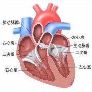 胎儿心脏三尖瓣少量返流，严重吗,胎儿三尖瓣中度返流会自行修复吗
