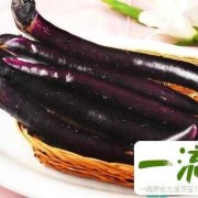 怀孕期间可以吃茄子吗（怀孕期间可以吃茄子吗早期）
