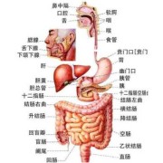 孕期肋骨疼怎么回事,孕期宫颈口疼是怎么回事