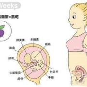 受孕期是几天（女生受孕期是几天）