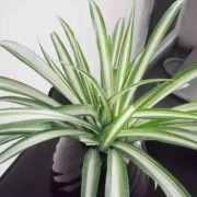 孕期风水禁忌（孕妇怀孕6个月家中摆放吊兰花对宝宝好吗）