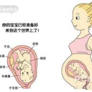 胎儿28周（怀孕28周，胎儿长到肚子什么位置）