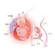 14周胎儿的位置（14周胎儿的位置在腹部哪里）