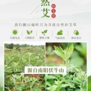 孕期艾灸（孕妇可以吃艾草吗）