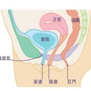 孕期子宫下垂能恢复吗（子宫下垂怎么做能恢复好）