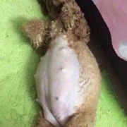泰迪孕期（泰迪怀孕症状）