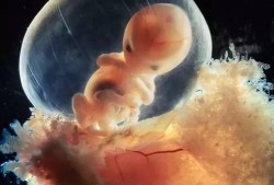 胎儿十周（胎儿十周的样子图片）