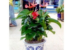 幸福树、龙血树、红掌花、碧玉这些花适合孕妇养吗,宝宝树怀孕