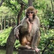 猕猴能活多少年,猕猴的怀孕期限是多长时间?