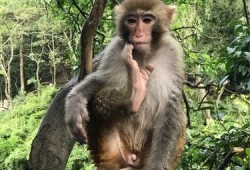 猕猴能活多少年,猕猴的怀孕期限是多长时间?