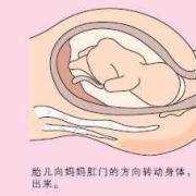 胎儿入骨盆（胎儿如何从产道出来）