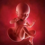 怀孕34天胎儿图片（怀孕34天胎儿图片大全）