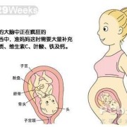 29周宝宝在肚子里的姿势,29周胎儿位置示意图
