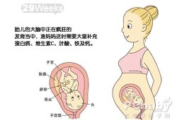 29周宝宝在肚子里的姿势,29周胎儿位置示意图