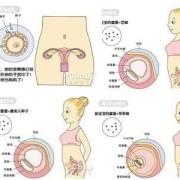 图解胎儿成长过程,胎儿生殖系统发育过程