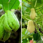 孕期可以吃佛手瓜吗（佛手瓜的心能吃吗）