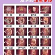 胎儿语言（胎儿语言发育从什么时候开始）