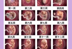 胎儿语言（胎儿语言发育从什么时候开始）