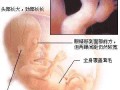 10个月婴儿发育标准表，胎儿有多重了呢,怀孕10周胎儿彩超图片