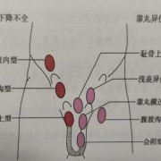 胎儿几个月睾丸下降（胎儿几个月睾丸下降至阴囊）