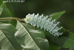 花椒树里的虫治病不,胎儿几个月不会畸形了