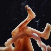怀孕10周胎儿图片欣赏（怀孕10周的胎儿图片欣赏）