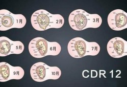 怀孕10周胎芽应该多大,怀孕10周胎儿多大