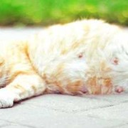 怀孕的母猫来家里代表什么,怀孕期间梦见猫,赶都赶不走