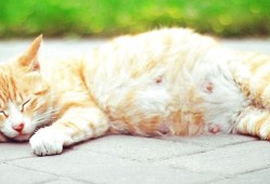 怀孕的母猫来家里代表什么,怀孕期间梦见猫,赶都赶不走