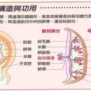 胎儿胎盘图（胎盘的结构是什么）