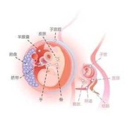 11周胎儿在腹部哪里（11周胎儿在腹部哪里图）