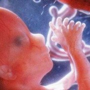 怀孕4个多月了胎儿图片（怀孕4个多月了胎儿图片大全）
