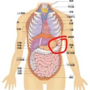 孕期肋骨痛（孕晚期左侧肋骨疼怎么回事）